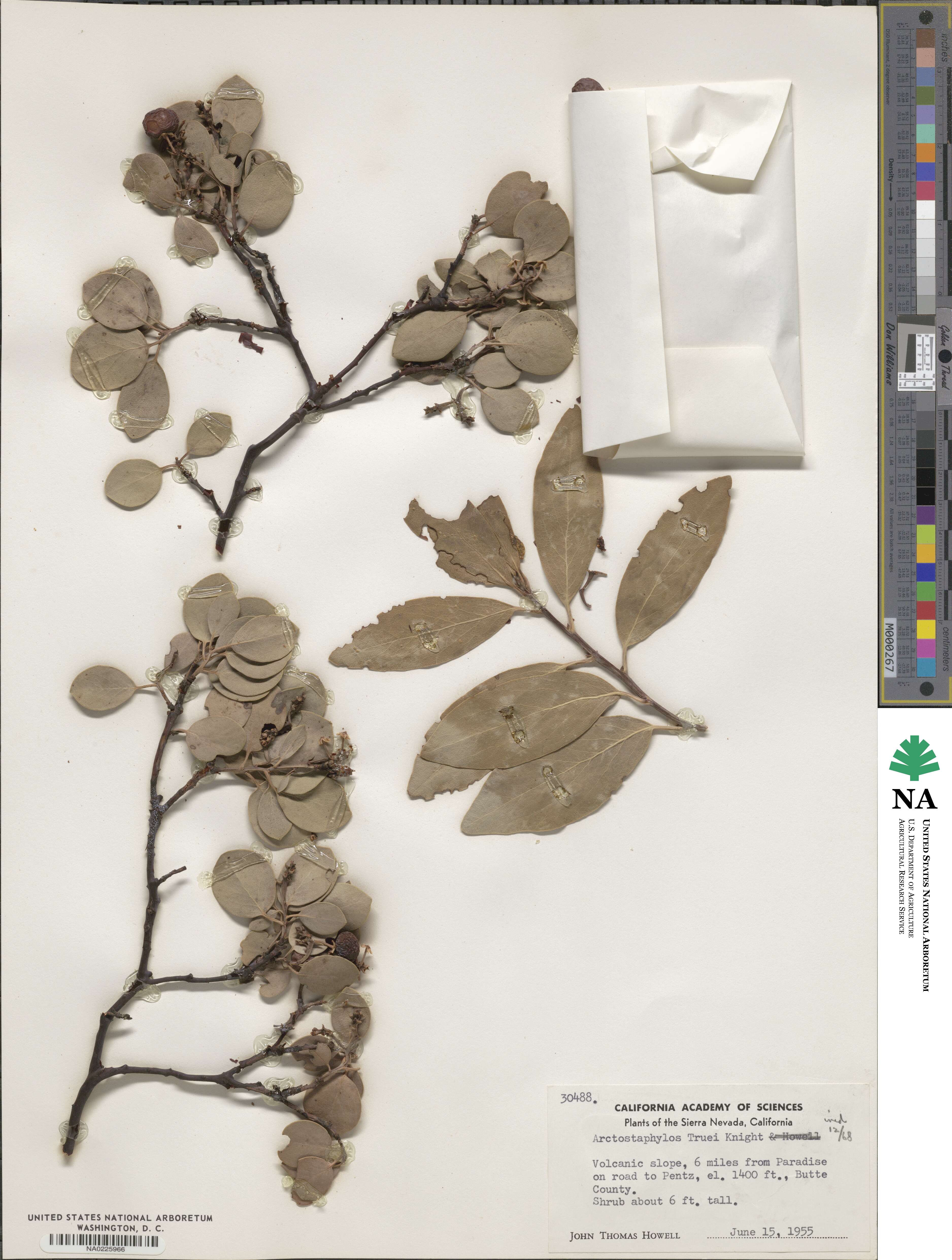 Arctostaphylos mewukka image