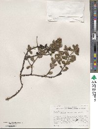 Arctostaphylos uva-ursi image