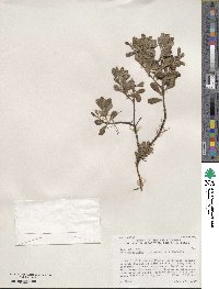 Arctostaphylos uva-ursi image