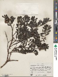 Arctostaphylos uva-ursi image