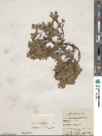 Arctostaphylos uva-ursi image