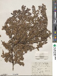 Arctostaphylos uva-ursi image