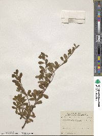 Arctostaphylos uva-ursi image