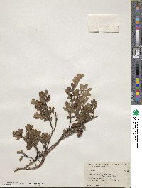 Arctostaphylos uva-ursi image