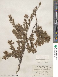 Arctostaphylos uva-ursi image