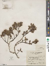 Arctostaphylos uva-ursi image