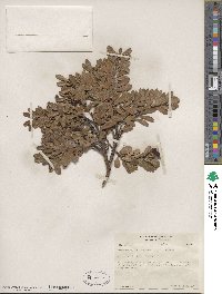 Arctostaphylos uva-ursi image