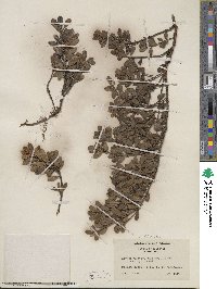 Arctostaphylos uva-ursi image