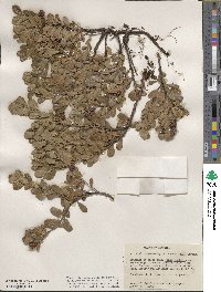 Arctostaphylos uva-ursi image