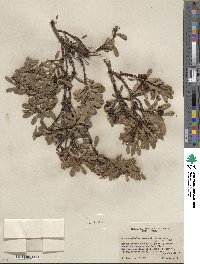 Arctostaphylos uva-ursi image