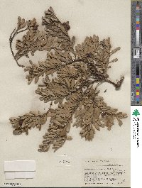 Arctostaphylos uva-ursi image