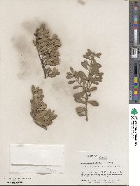 Arctostaphylos uva-ursi image