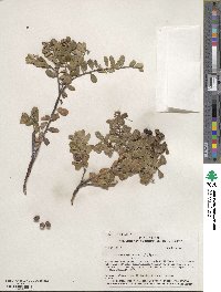 Arctostaphylos uva-ursi image