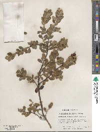 Arctostaphylos uva-ursi image