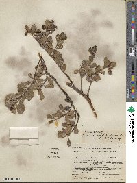 Arctostaphylos uva-ursi image