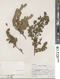 Arctostaphylos uva-ursi image