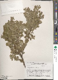 Arctostaphylos uva-ursi image