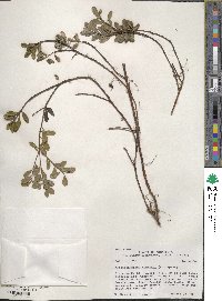 Arctostaphylos uva-ursi image