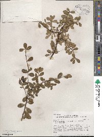 Arctostaphylos uva-ursi image