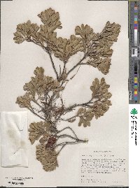 Arctostaphylos uva-ursi image