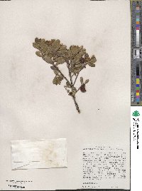 Arctostaphylos uva-ursi image