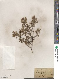 Arctostaphylos uva-ursi image