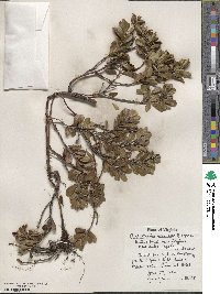 Arctostaphylos uva-ursi image