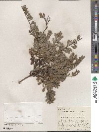 Arctostaphylos uva-ursi image