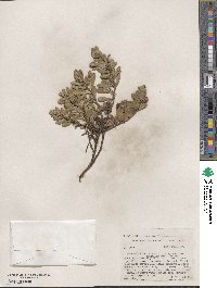 Arctostaphylos uva-ursi image