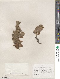 Arctostaphylos uva-ursi image