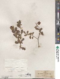 Arctostaphylos uva-ursi image