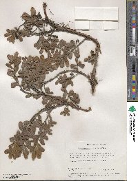 Arctostaphylos uva-ursi image