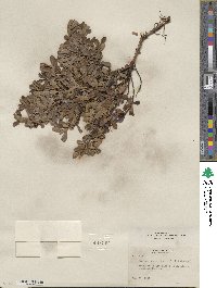 Arctostaphylos uva-ursi image