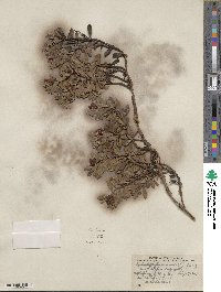 Arctostaphylos uva-ursi image