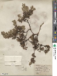 Arctostaphylos uva-ursi image