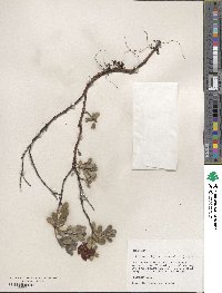 Arctostaphylos uva-ursi image