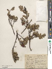 Arctostaphylos uva-ursi image