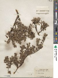 Arctostaphylos uva-ursi image