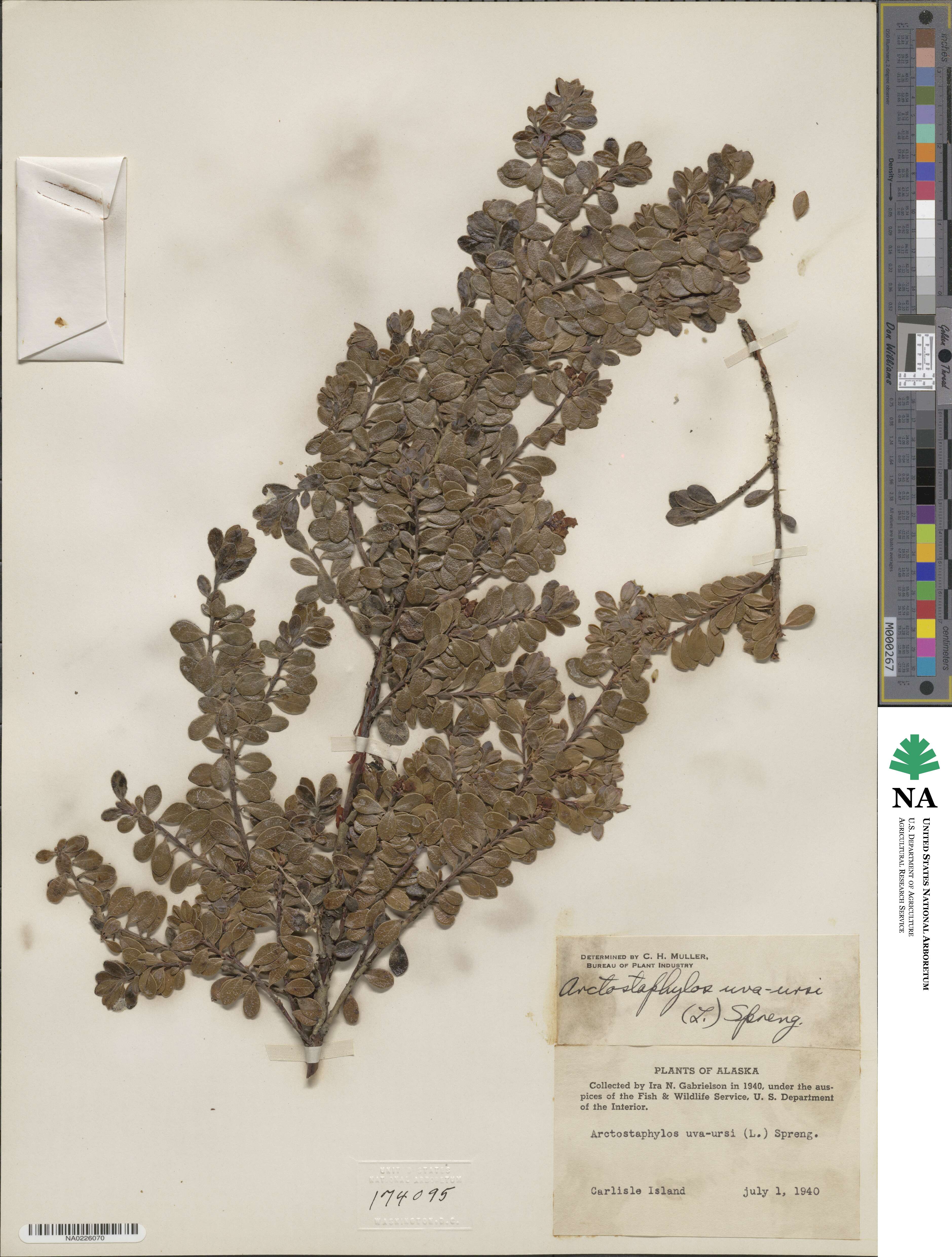 Arctostaphylos uva-ursi image