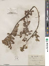 Arctostaphylos uva-ursi image