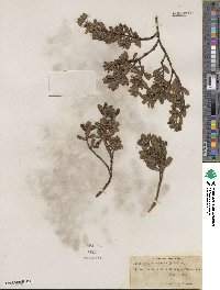 Arctostaphylos uva-ursi image