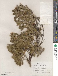 Arctostaphylos uva-ursi image