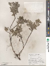 Arctostaphylos uva-ursi image