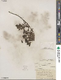 Arctostaphylos uva-ursi image