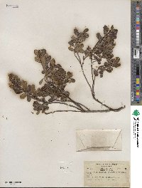 Arctostaphylos uva-ursi image