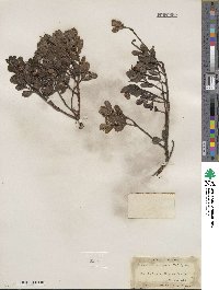 Arctostaphylos uva-ursi image