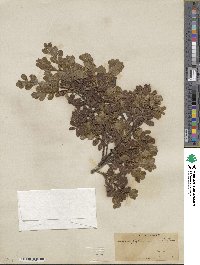 Arctostaphylos uva-ursi image