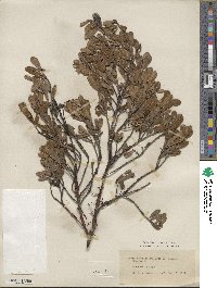 Arctostaphylos uva-ursi image