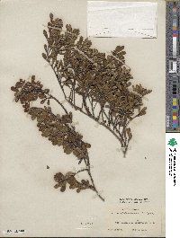 Arctostaphylos uva-ursi image