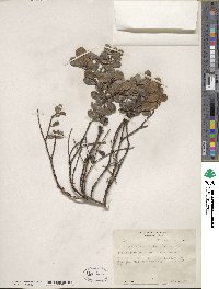 Arctostaphylos uva-ursi image